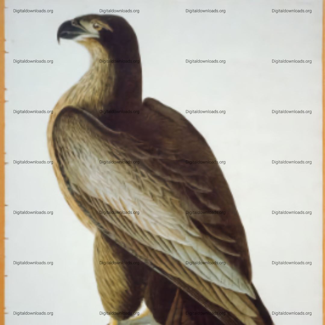 Bird of Washington – Color Engraving by R. Havell, after John J. Audubon, 1827-1838