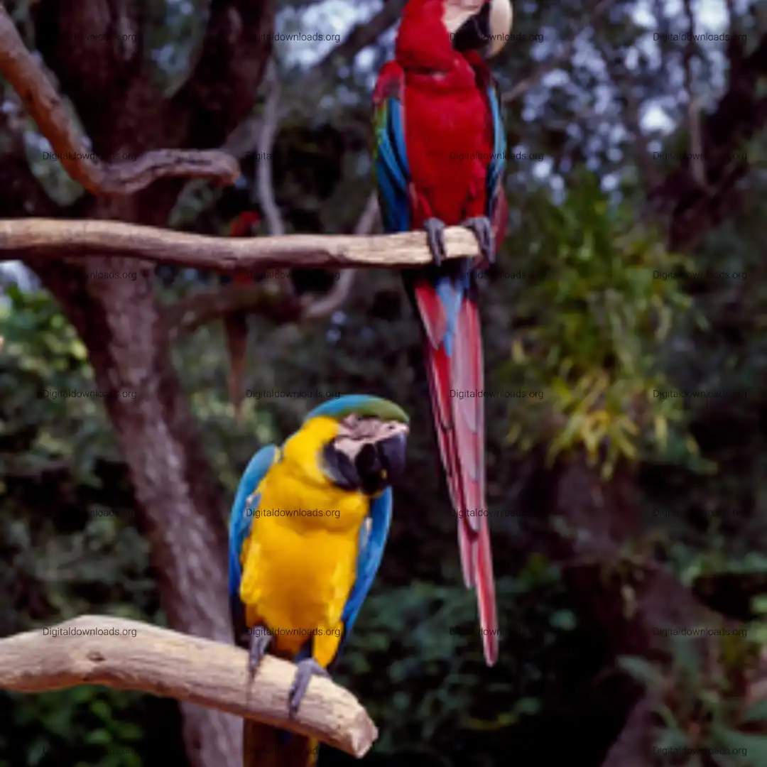 Parrot Jungle and Gardens